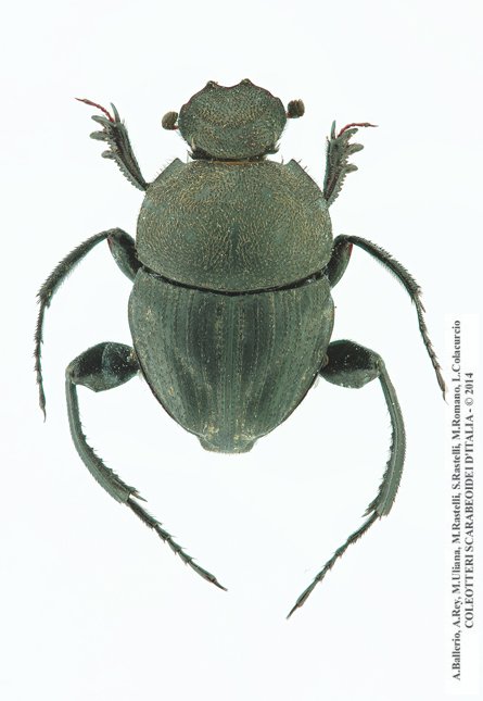 Sisyphus schaefferi schaefferi